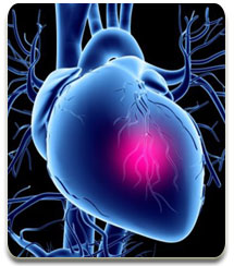 heart heart
